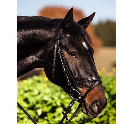 Ogłowie COVALLIERO STANDARD z nachrapnikiem kombinowanym