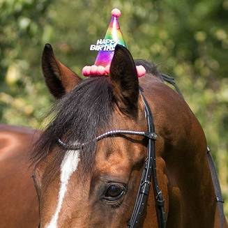 QHP Urodzinowa czapka dla konia / 8454