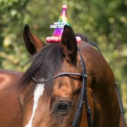 QHP Birthday hat horse / 8454