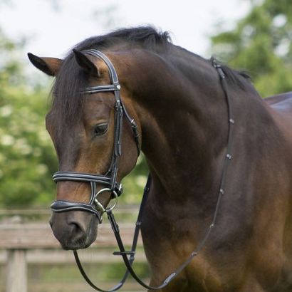 0 Ogłowie podszywane  QHP Donn z podwójnym nachrapnikiem / 9062