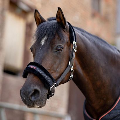 Halter set PEGASUS  Caviar Black