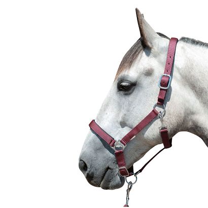 Head collar soft padding HKM Stars Dark Red / 6613