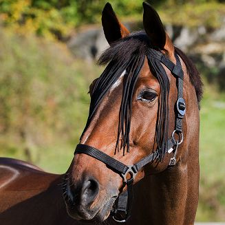 Nylon Fly Fringe HORZE against insects/ 22882 - 2