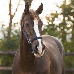 Kantar taśmowy QHP Slide, Navy Blue / 1040