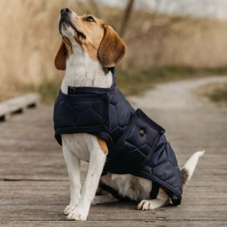 0 Derka dla psa QHP Classy / 6296 - 2