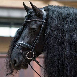 Ogłowie anatomiczne QHP SELENE z nachrapnikiem szwedzkim 