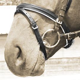 Górny, szeroki pasek nachrapnika kombinowanego powinien być zapięty powyżej wędzidła tak, aby mieściły się pod nim przynajmniej dwa palce.
Pasek dodatkowy, zapięty poniżej wędzidła, zapobiega nadmiernemu otwieraniu pyska.