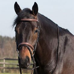 Bridle anatomical QHP FREYA with a combined noseband / 9066
