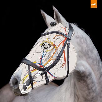 SCHOCKEMÖHLE Anatomic bridle EQUITUS ALPHA - 3