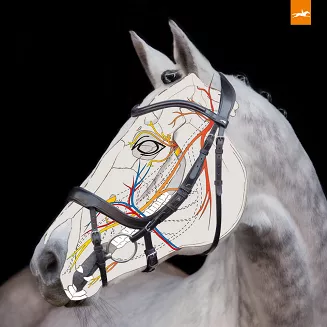 Ogłowie anatomiczne SCHOCKEMÖHLE Equitus Alpha / 1101-00044 - 3