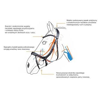 Jak działa ogłowie Equitus?