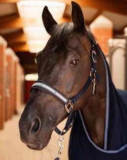 Halter Set HORZE Eternal Gaze- Polar Blue - 2