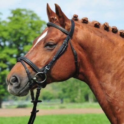 Ogłowie HKM Lou z nachrapnikiem kombinowanym / 1742