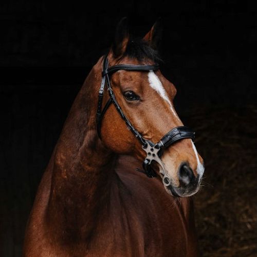 Hackamore - Bridle  NORTON PRO Leather, Black