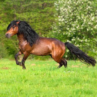 Gallop Color Bay Shampoo CARR & DAY & MARTIN  500ml / CC019 - 3