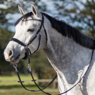 Bridle anatomical QHP SUNNA 3 w 1 / 9074 - 2