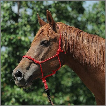 Rope halter LAGAT Natural Halter HARD