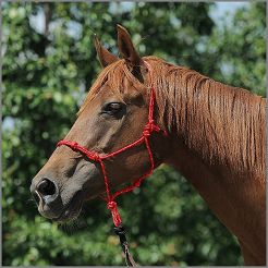 Kantar sznurkowy LAGAT Natural Halter HARD