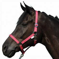 Halter HKM STARS ECONOMY / 6614