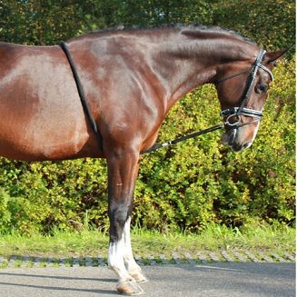 QHO Lina - wypięcie, system do lonżowania / 2040