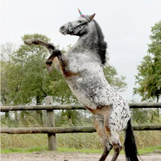 Unicorn horn QHP UNICORN / 8265 - 3
