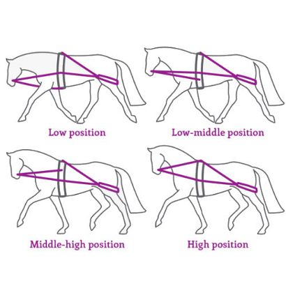 Lunging training system QHP / 2015