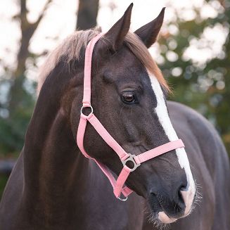 Kantar syntetyczny – model Basic