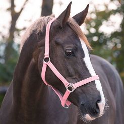 Web Halter QHP Slide  QHP Slide, Flamingo Pink / 1040