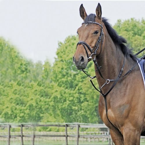 16A  BUUSE Martingale BASIC