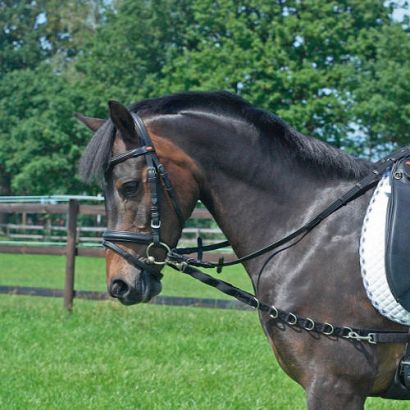 Side-Reins BUSSE OESEN-ELASTIK / 128001