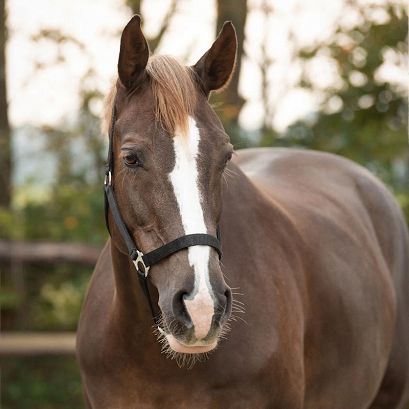 Kantar taśmowy QHP Slide, Black / 1040