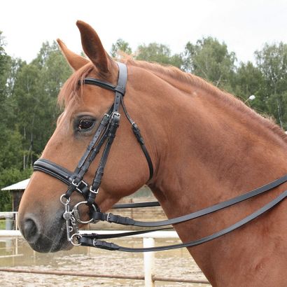 Weymouth padded bridle DAW-MAG / 140141