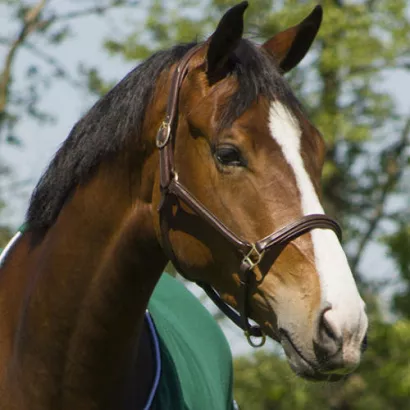 Head collar leather QHP Delicate / 1054
