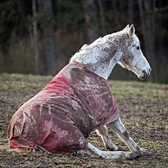 Nadaje się  również dla siwych koni.