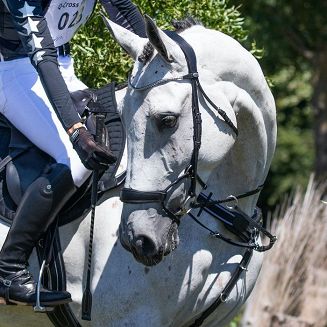 QHP Bridle SEDNA / 9064 - 2