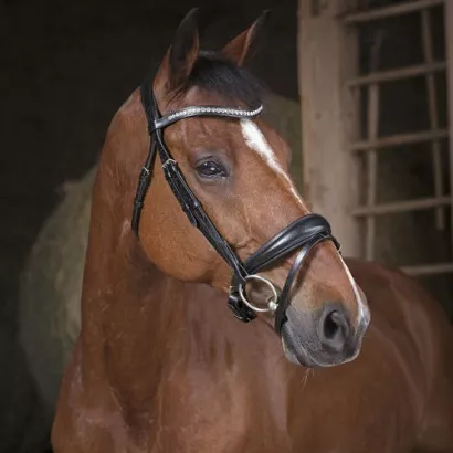 Bridle leather NORTON PRO STRASS / 301831302