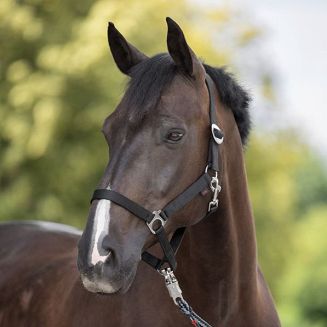 Webbing Halter COVALLIERO Hippo Black / 32301 - 2