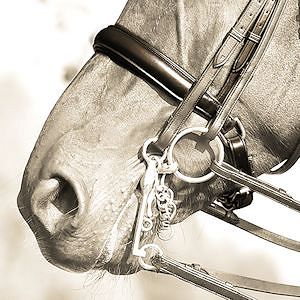 Nachrapnik szwedzki zapina się przed wędzidłem, blisko brody i nosa konia.