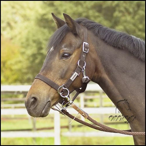 BUSSE Kantar regulowany do jazdy (bez wodzy) RIDING - brown