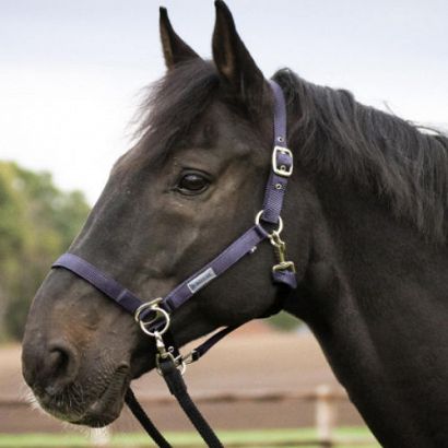 BUSSE Headcollar for riding - black / 601906