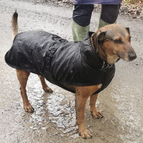 KARUSEK Polyester and fleece rug for dogs