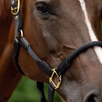 Halter COVALLIERO Anniversary graphite - 3