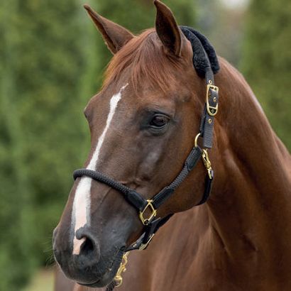Halter COVALLIERO Anniversary graphite