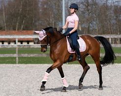 Riding tights QHP EDEN  ladies, with silicone full seat / 8470