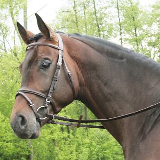 Plain bridle DAW-MAG with flash noseband / 140111  - 2