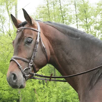 Plain bridle DAW-MAG with flash noseband / 140111  - 2