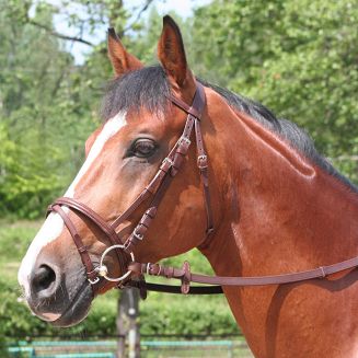 Plain bridle DAW-MAG with flash noseband / 140111  - 3