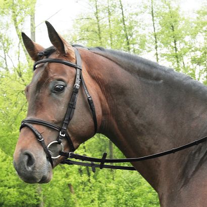 Plain bridle DAW-MAG with flash noseband / 140111 
