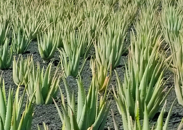 ALOES - Jakie dobroczynne waciwoci aloesu wykorzystano w preparatach dla  koni?
