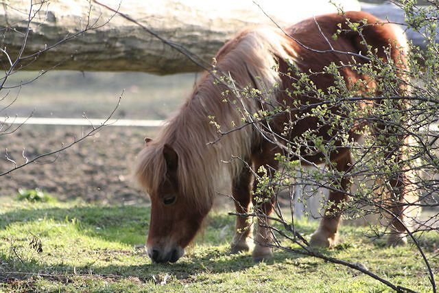 Pielęgnacja koni na wiosnę